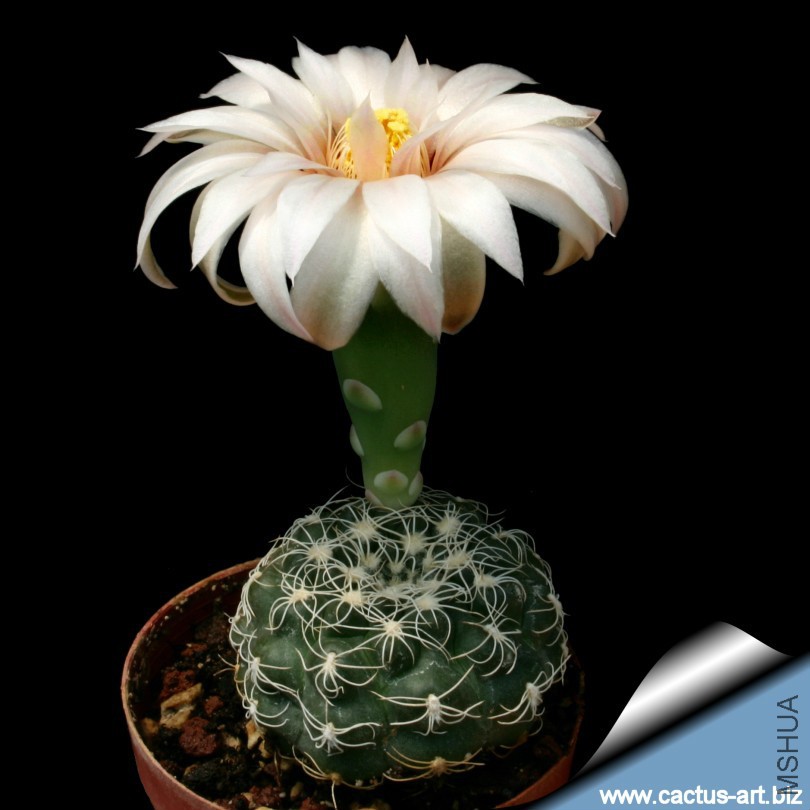 Gymnocalycium_calochlorum_810.jpg
