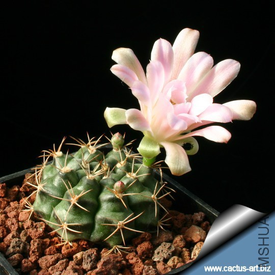 Gymnocalycium_damsii_01_810.jpg