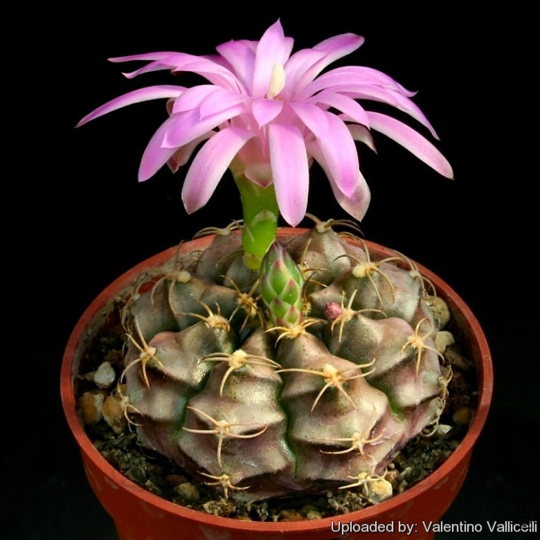Gymnocalycium_damsii_var__tucavocense_13064_l.jpg