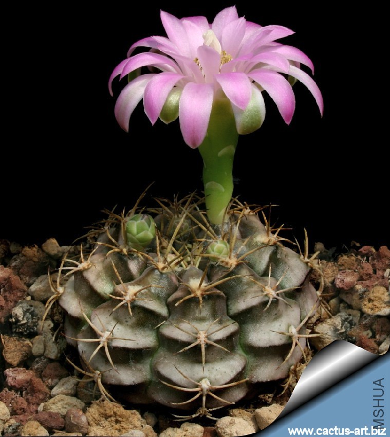 Gymnocalycium_damsii_tucavocense_810.jpg