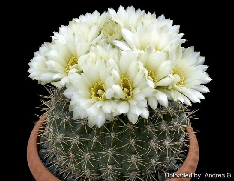 Gymnocalycium_gibbosum_637_l.jpg