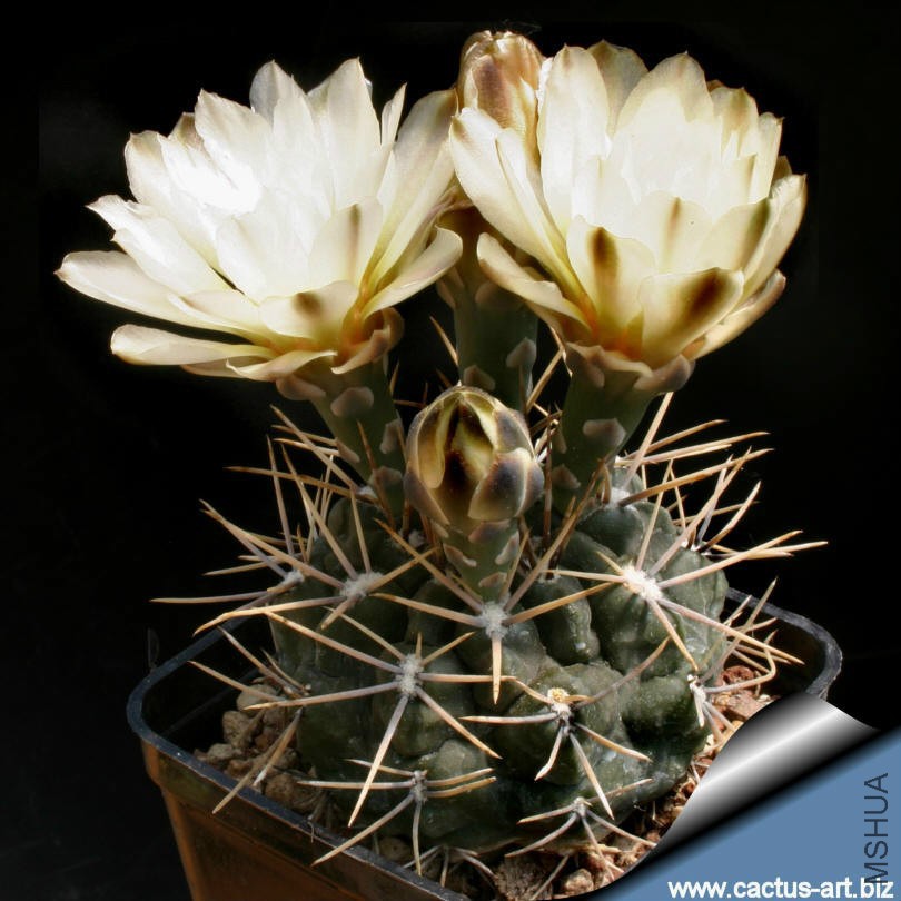 Gymnocalycium_gibbosum_810.jpg