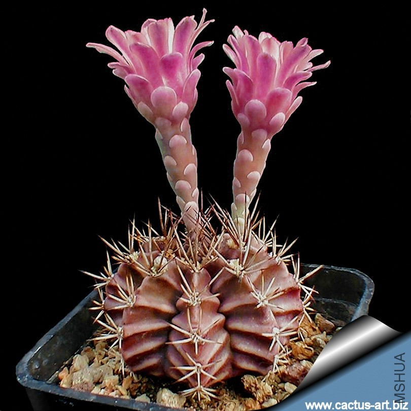 Gymnocalycium_friedrichii_L373_Laguna_N_Charagua_600m_810.jpg