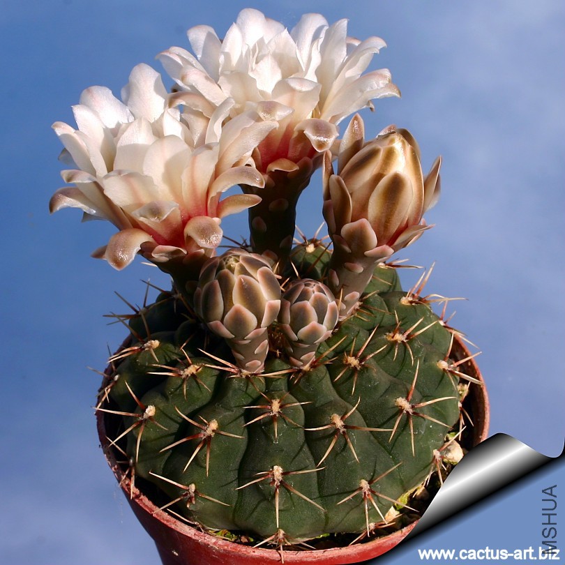 Gymnocalycium_platense_04_810.jpg