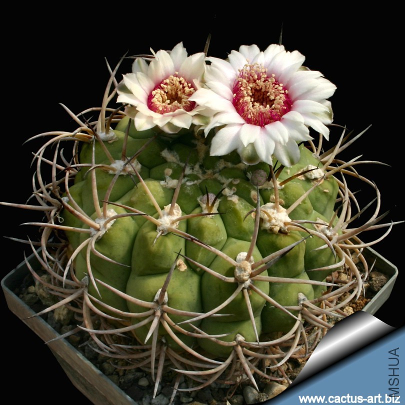 Gymnocalycium_pflanzii_810.jpg