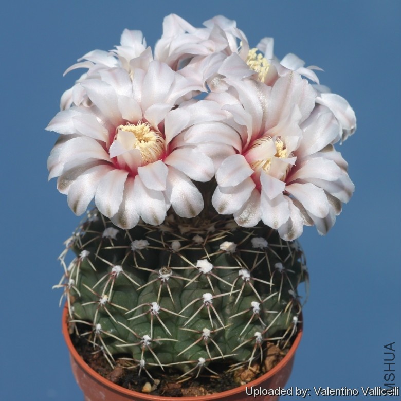 Gymnocalycium_reductum_var__platense_17837_l.jpg