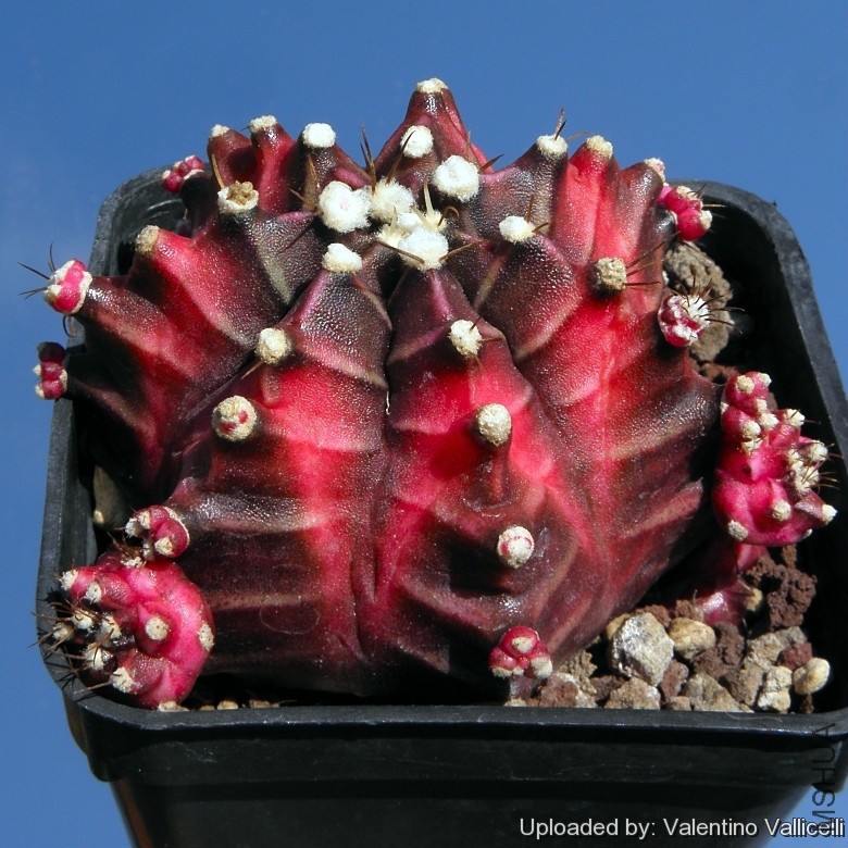 Gymnocalycium_mihanovichii_cv__Hibotan_8748_l.jpg