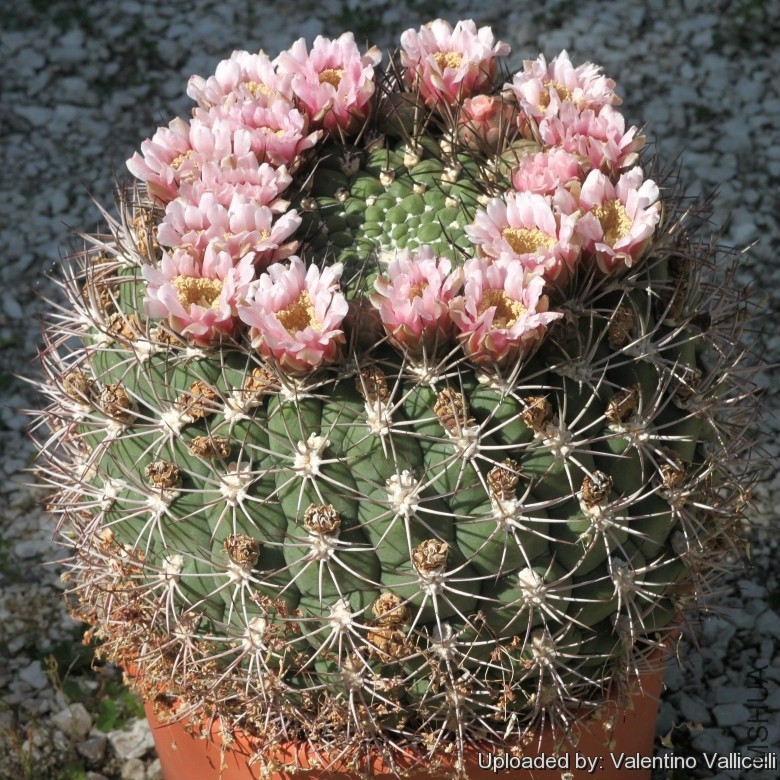 Gymnocalycium_saglionis_17902_l.jpg
