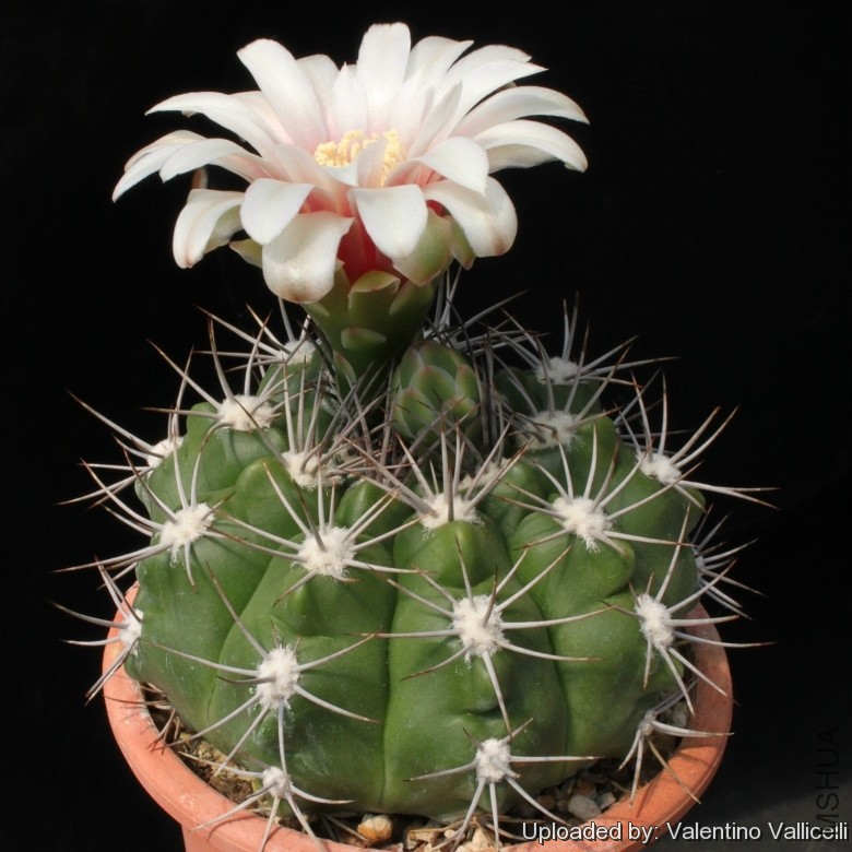 Gymnocalycium_valnicekianum_12957_l.jpg