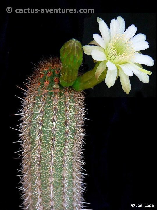 Haageocereus acranthus olowinskianus JLcoll_2053.jpg