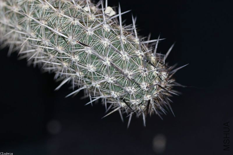 Haageocereus-FL-160.jpg