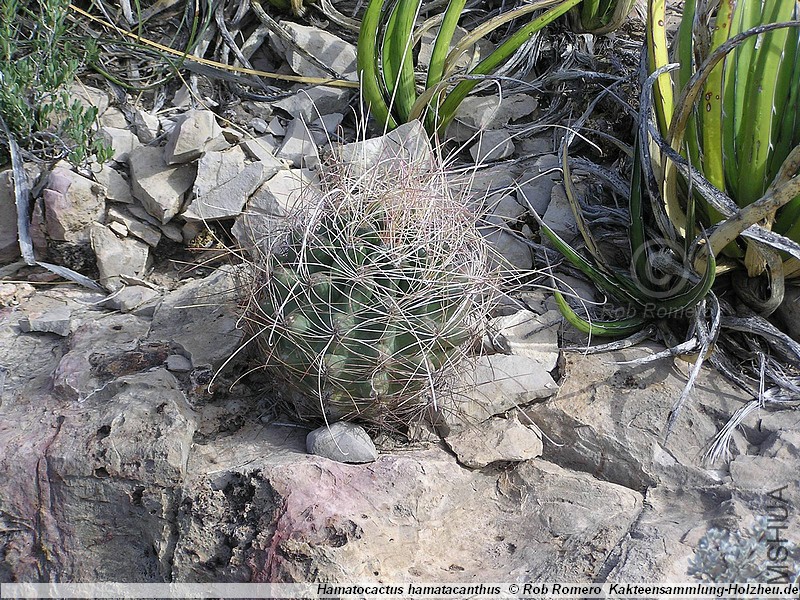 Hamatocactus_hamatacanthus_Terlingua_00.jpg