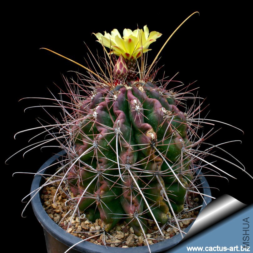 Hamatocactus_longihamatus_810.jpg