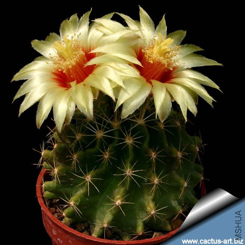 Hamatocactus_setispinus_brevispina_810.jpg