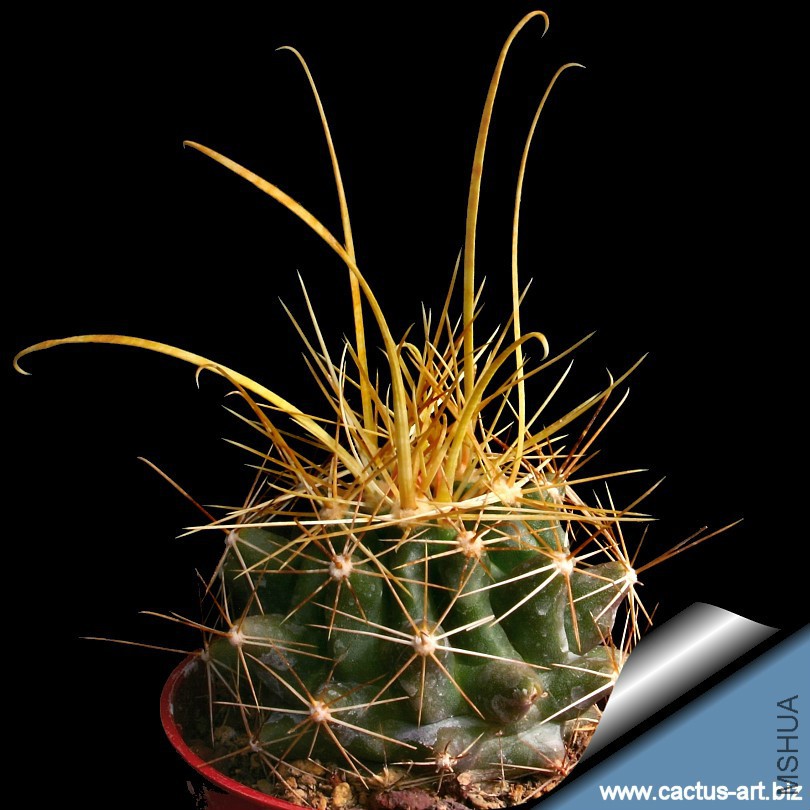 Hamatocactus_papyracanthus_yellow_sp_810.jpg
