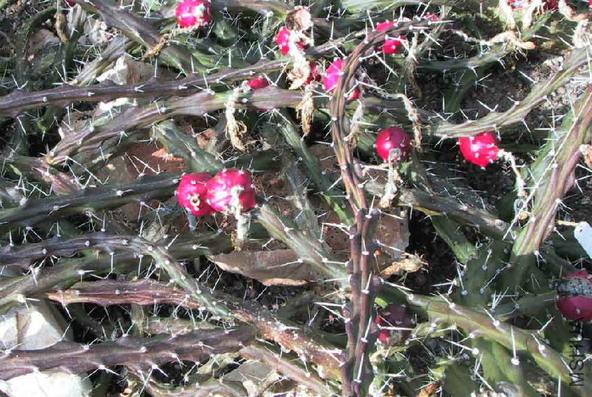 Harrisia Martinii.jpg