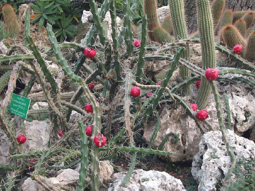 Harrisia Pomanensis.jpg