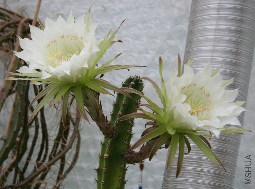 Harrisia_jusbertii_Flower.jpg
