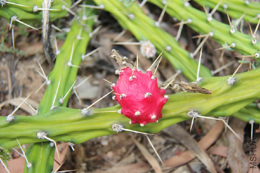 Harrisia-cactus-fruit-on-stem.jpg