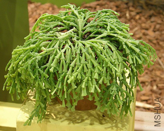 H_ epiphyllanthoides v bradeii.jpg