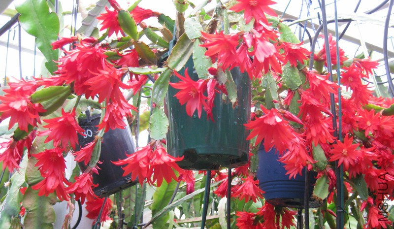 Hatiora gaertneri 484.jpg