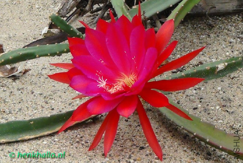 Helioselenicereus-inaynardii-(Heliocereus-sp.jpg