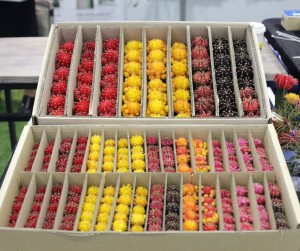 Grafted Cactus _  Gymnocalycium mihanovichii  Hibotan _ Hylocereus Trigonus_3.png