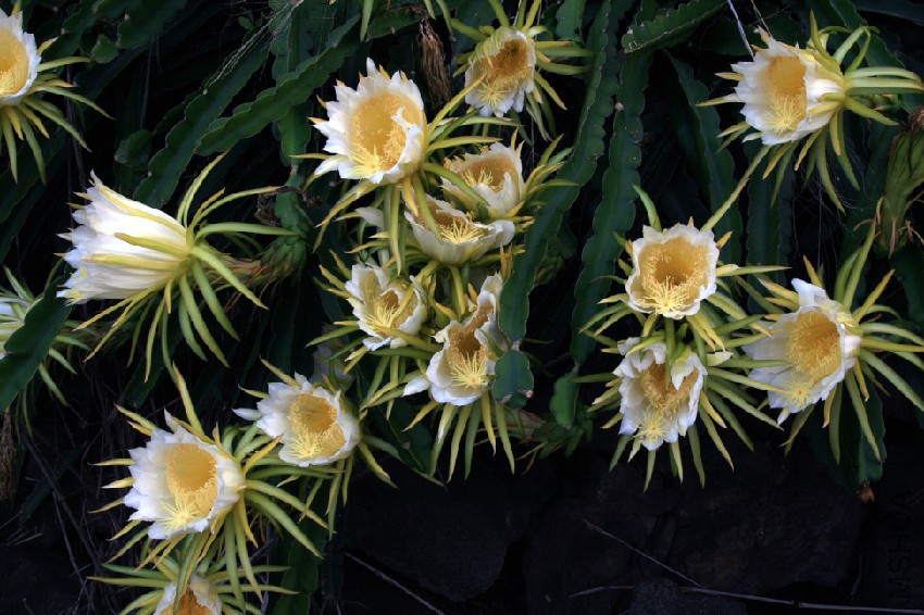 Hylocereus_undatus_in_bloom_in_Kona.jpg