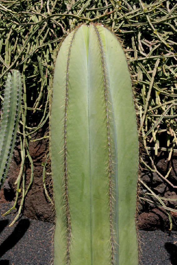 Teguise_Guatiza_-_Jardin_-_Isolatocereus_dumortieri_01_ies.jpg
