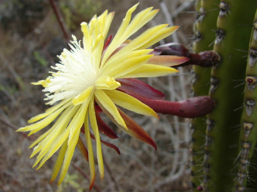 Jasminocereus-thouarsii-Flower.jpg