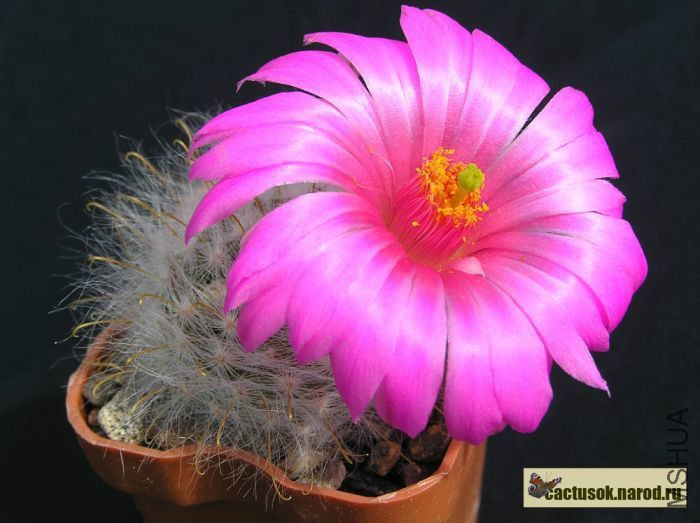 KRAINZIA guelzowiana SB1160.jpg