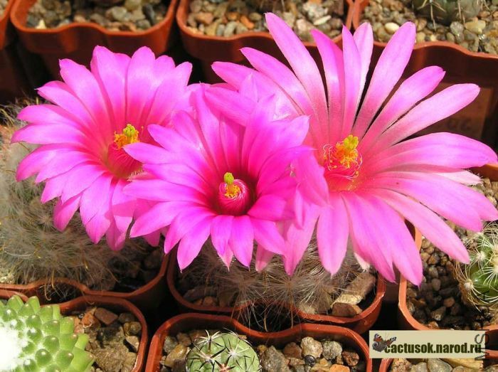 KRAINZIA guelzowiana.jpg