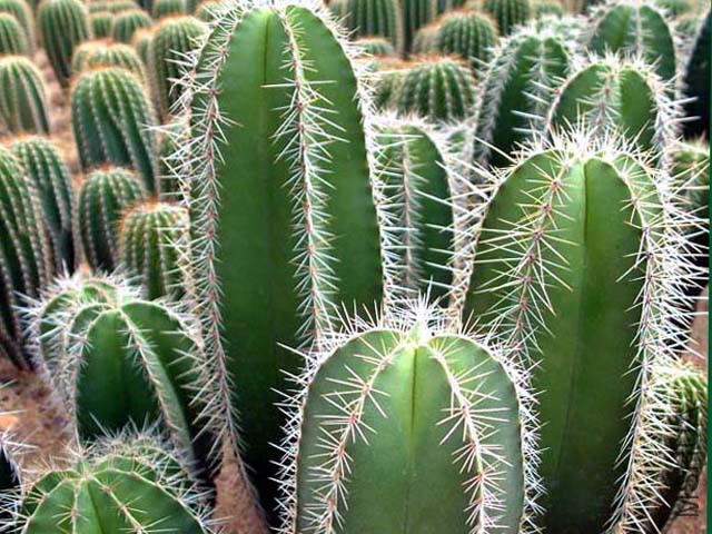 Lemaireocereus Dumortieri.jpg