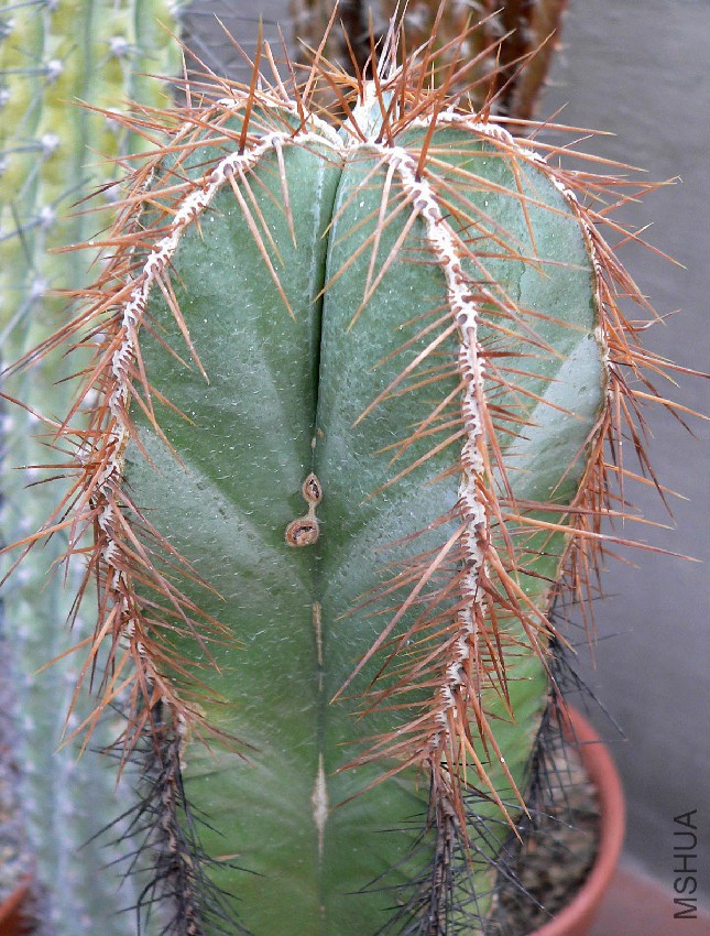 Lemaireocereus_dumortieri_2.jpg