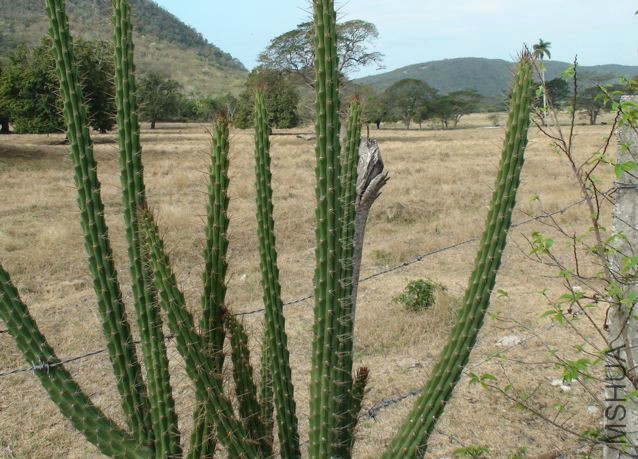 LEPTOCEREUS MAXONII S.jpg