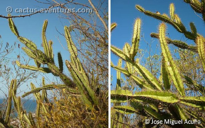 Leptocereus arboreus, Pan de Matanzas, Cu Jose Miguel Acua.jpg
