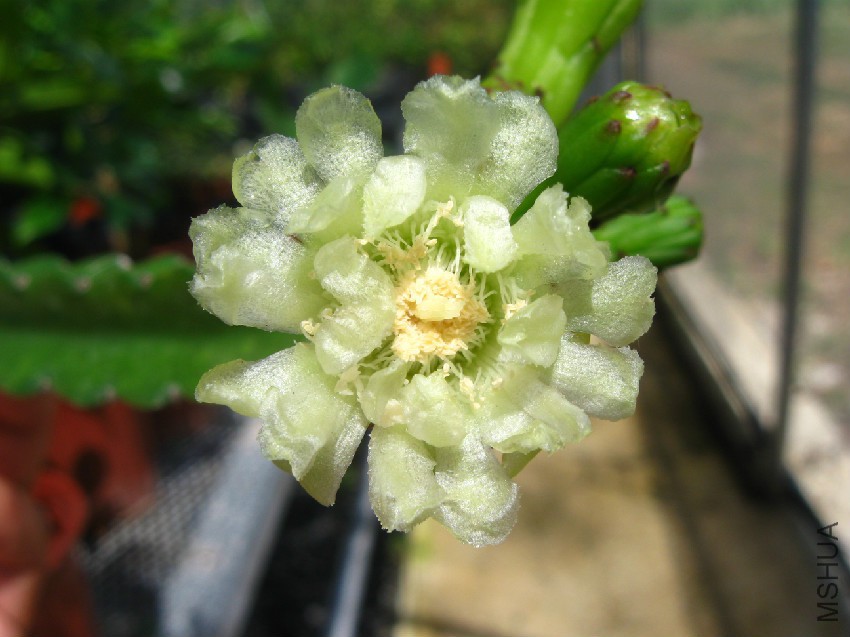 Leptocereus_grantianus_flower.jpg