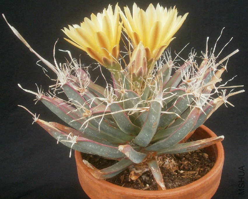 leuchtenbergia principis flowers 23 aug (own).jpg
