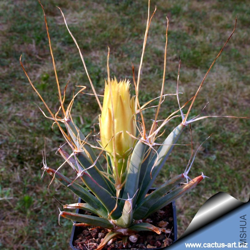 Leuchtenbergia_principis_01_810.jpg