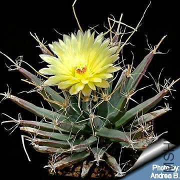Leuchtenbergia_principis_andrea_360.jpg