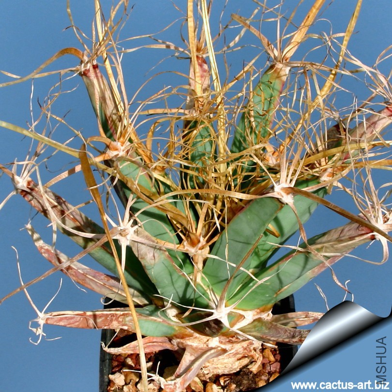 Leuchtenbergia_principis_base_810.jpg