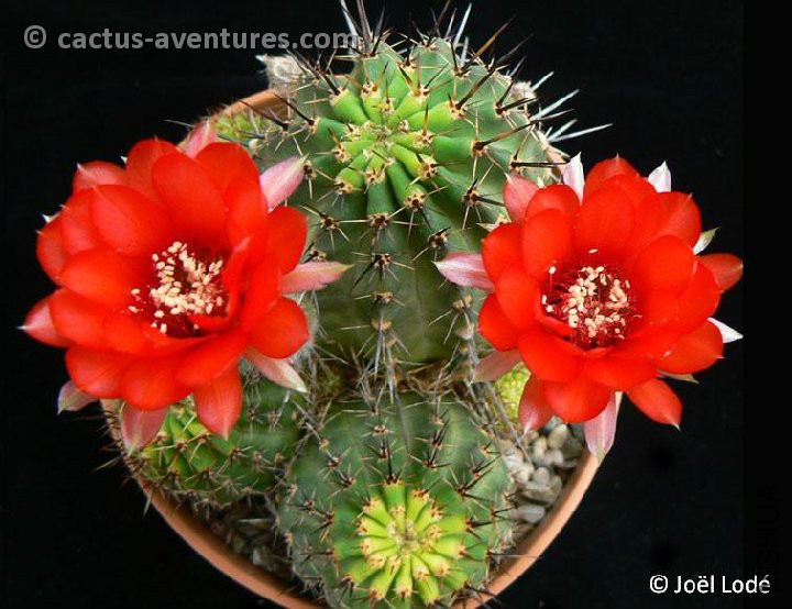 Lobivia aurea v_ dobeana JLcoll_2346 ex andalgalensis .jpg