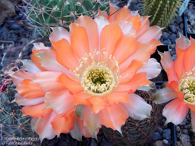 Lobivia_kreuzingeri_02.jpg
