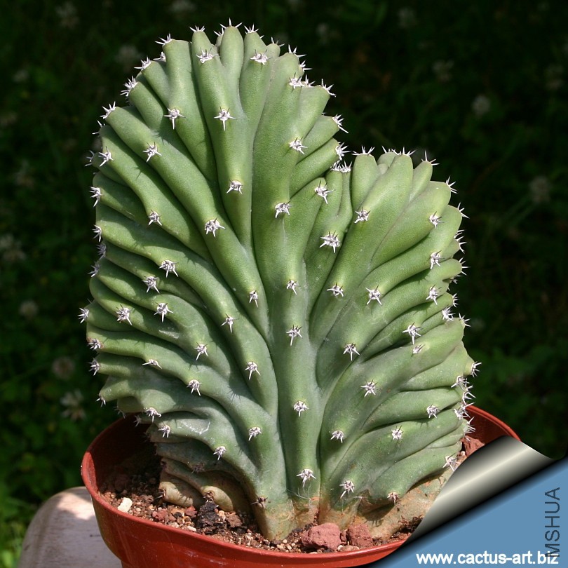 Lophocereus_schotti_cristata_sd_810.jpg