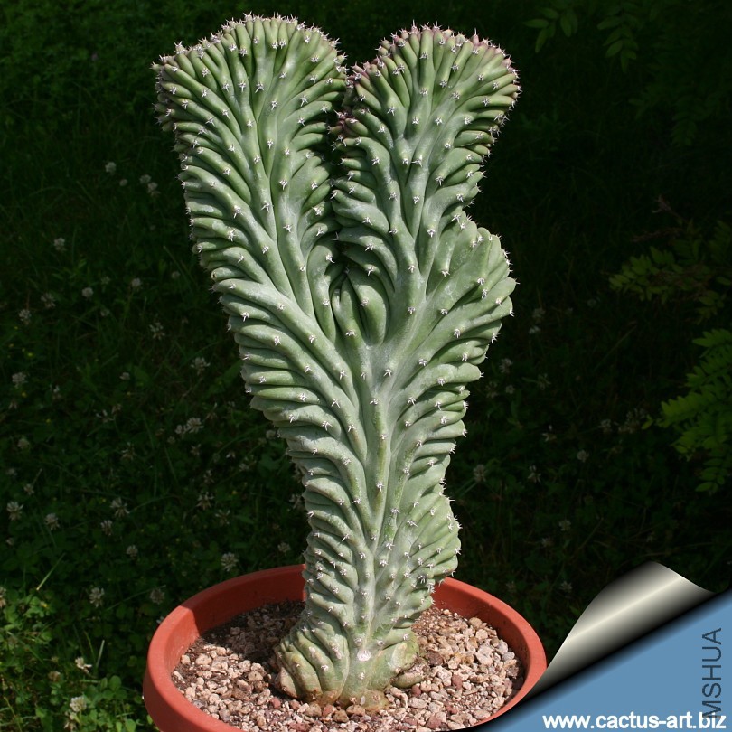 Lophocereus_schottii_cristata_02_810.jpg