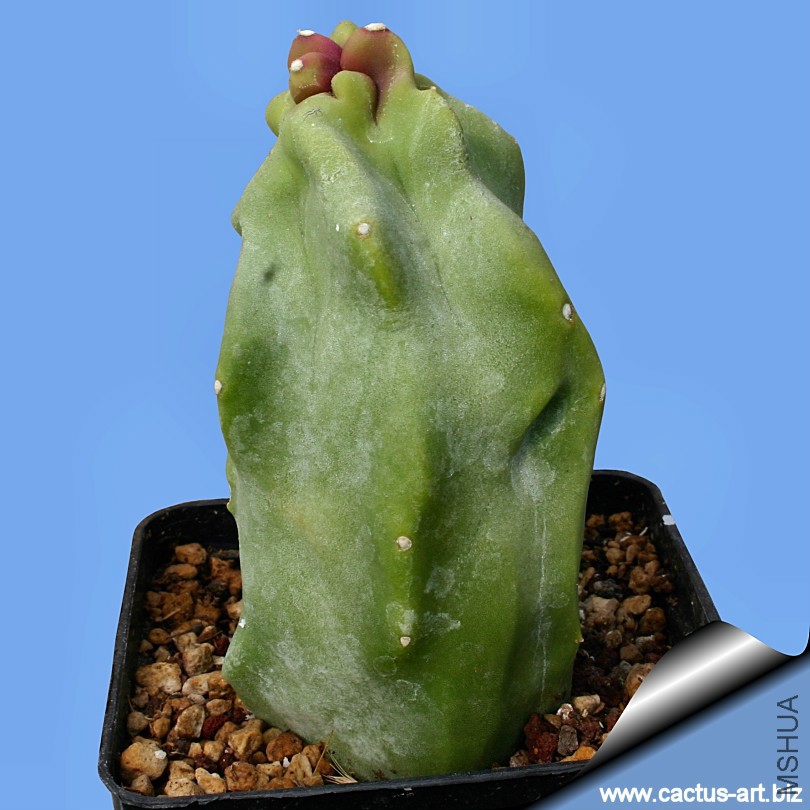 Lophocereus_schottii_mickleyanus_monstruosus_01_810.jpg