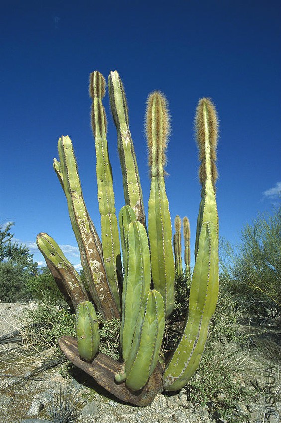 old-man-cactus-lophocereus-schottii-tui-de-roy.jpg