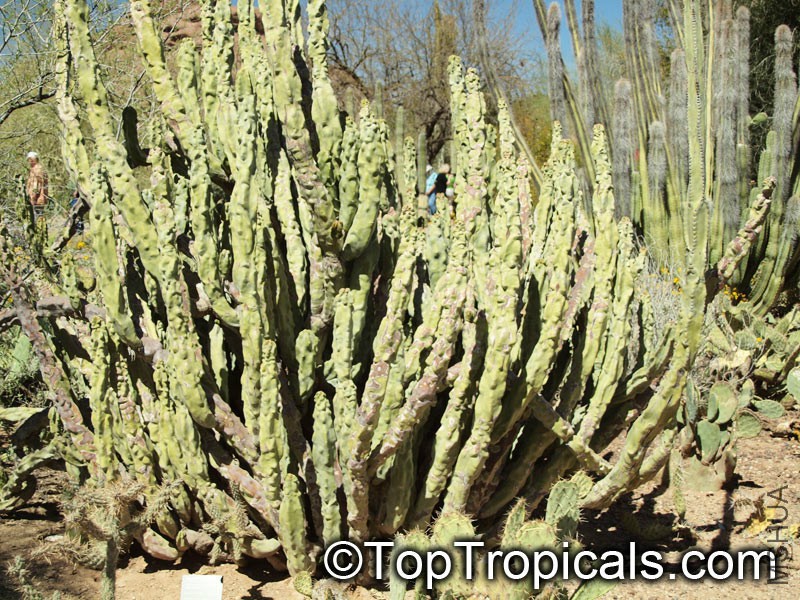 P3168972Lophocereus_schottii_TA.jpg