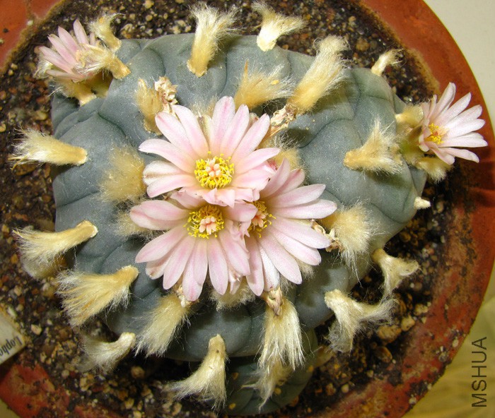Lophophora Williamsii mutation.jpg