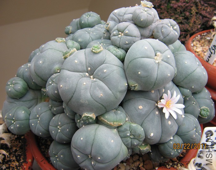 Lophophora Williamsii var_ caespitosa 3 year old.jpg